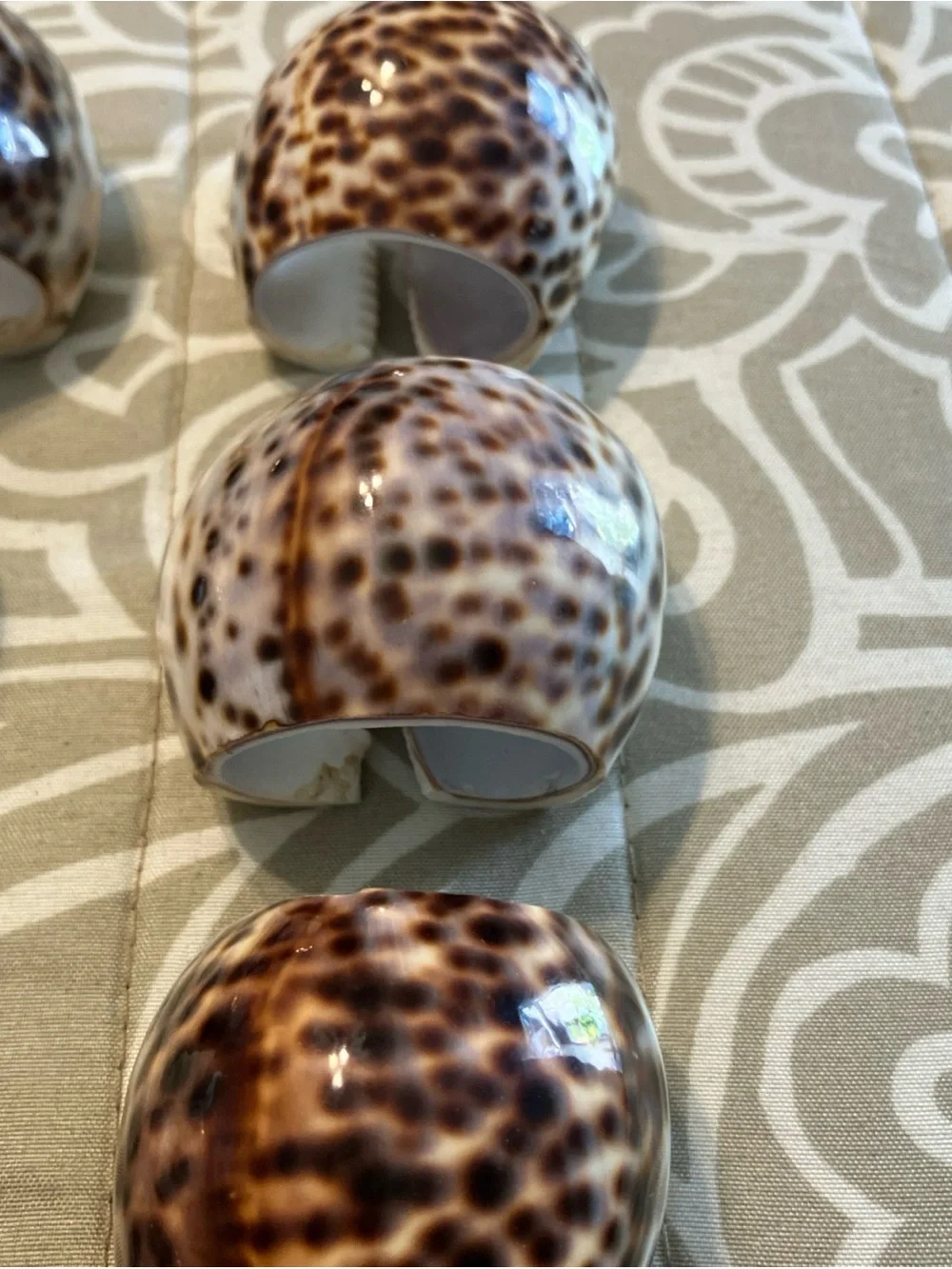 Tiger Cowrie Sea Shell Napkin Rings Set Of 6